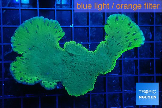 Montipora purple blue polyps 5-7 cm WYSIWYG acclimaté