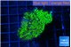 Montipora green 3-4 cm WYSIWYG acclimaté