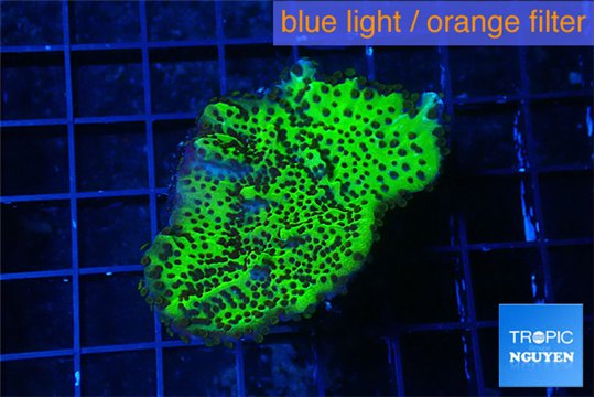 Montipora green 3-4 cm WYSIWYG acclimaté