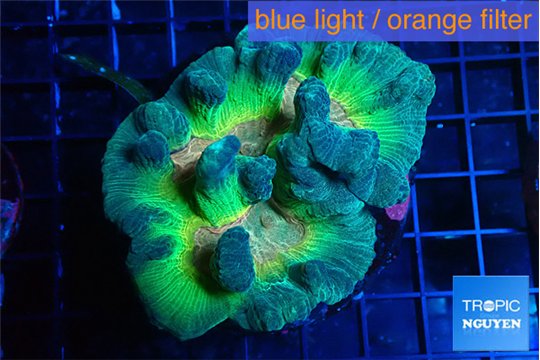 Pectinia rainbow 5-8 cm WYSIWYG acclimaté