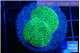 Ricordea floridae green 2 polyps WYSIWYG acclimaté