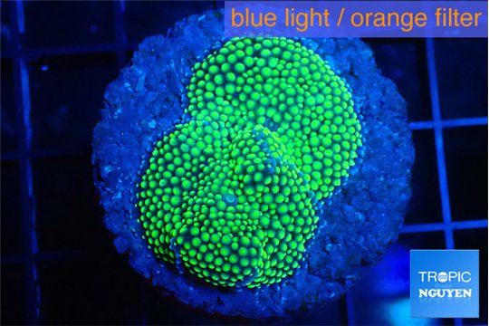 Ricordea floridae green 2 polyps WYSIWYG acclimaté