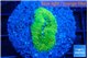 Ricordea floridae green 1 polyp WYSIWYG acclimaté