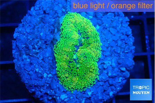 Ricordea floridae green 1 polyp WYSIWYG acclimaté