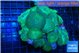 Discosoma striata green blue 7-12 cm WYSIWYG acclimaté