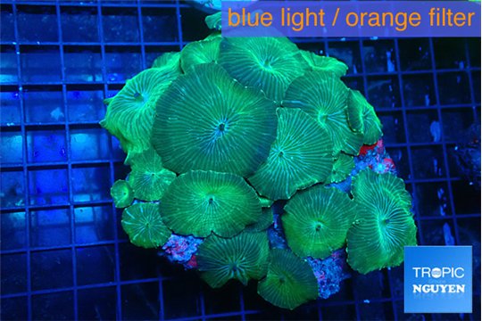 Discosoma striata green blue 7-12 cm WYSIWYG acclimaté