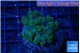 Pocillopora green 3-4 cm WYSIWYG acclimaté