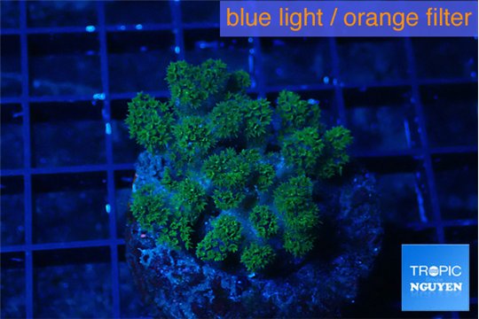 Pocillopora green 3-4 cm WYSIWYG acclimaté