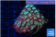 Favia red blue 7-10 cm WYSIWYG acclimaté