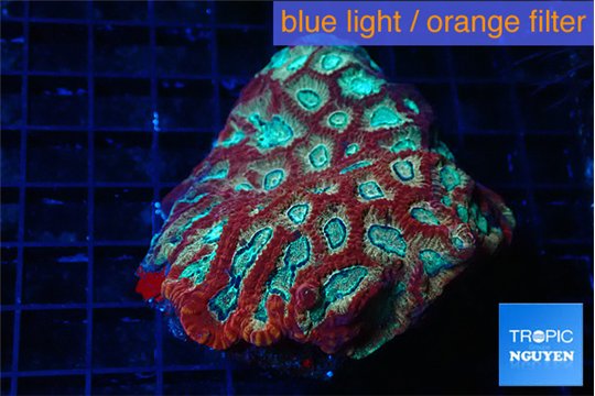 Favia red blue 7-10 cm WYSIWYG acclimaté