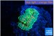 Ricordea floridae orange rainbow 1 polyp WYSIWYG acclimaté