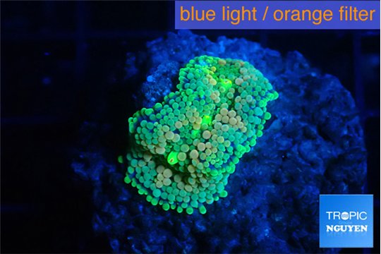 Ricordea floridae orange rainbow 1 polyp WYSIWYG acclimaté