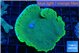 Montipora purple blue polyps 5-7 cm WYSIWYG acclimaté
