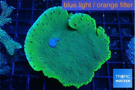 Montipora purple blue polyps 5-7 cm WYSIWYG acclimaté