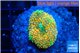 Ricordea floridae orange rainbow 1 polyp WYSIWYG acclimaté