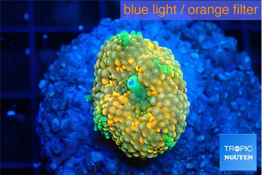 Ricordea floridae orange rainbow 1 polyp WYSIWYG acclimaté