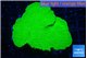 Montipora green cap 3-4 cm WYSIWYG acclimaté