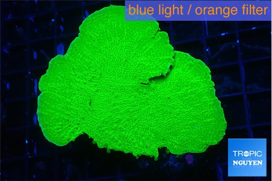 Montipora green cap 3-4 cm WYSIWYG acclimaté