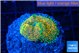 Ricordea floridae orange rainbow 1 polyp WYSIWYG acclimaté