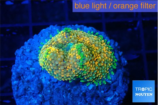 Ricordea floridae orange rainbow 1 polyp WYSIWYG acclimaté
