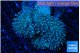 Sarcophyton long white polyps 8-14 cm WYSIWYG acclimaté
