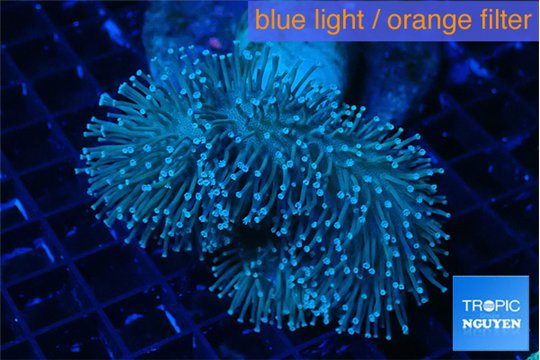 Sarcophyton long white polyps 8-14 cm WYSIWYG acclimaté