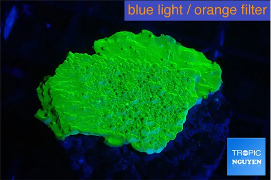 Montipora green cap 2-3 cm WYSIWYG acclimaté