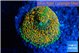 Ricordea floridae orange rainbow 1 polyp WYSIWYG acclimaté