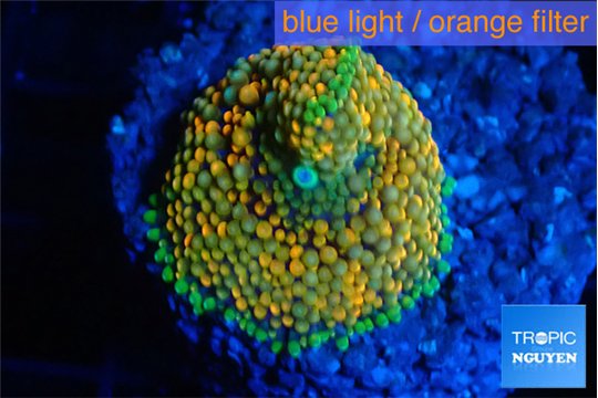 Ricordea floridae orange rainbow 1 polyp WYSIWYG acclimaté