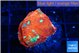 Echinophyllia tropic thunder 2-3 cm WYSIWYG acclimaté