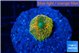 Ricordea floridae orange rainbow small polyps 1 polyp WYSIWYG acclimaté