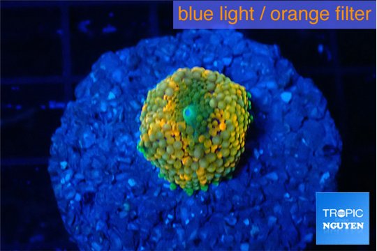 Ricordea floridae orange rainbow small polyps 1 polyp WYSIWYG acclimaté