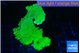 Montipora green cap 4-6 cm WYSIWYG acclimaté