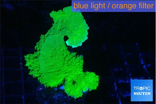 Montipora green cap 4-6 cm WYSIWYG acclimaté