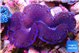 Tridacna maxima blue galaxy breeding 4-5 cm WYSIWYG acclimaté
