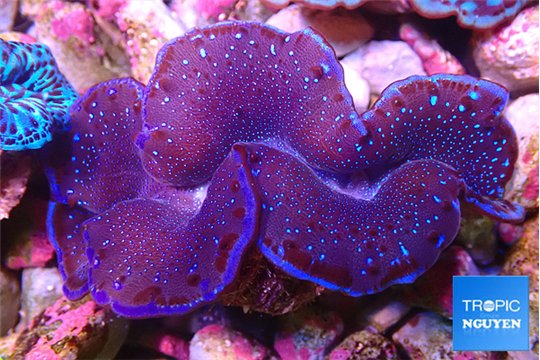 Tridacna maxima blue galaxy breeding 4-5 cm WYSIWYG acclimaté
