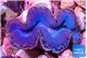 Tridacna maxima blue breeding 4-5 cm WYSIWYG acclimaté