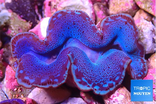 Tridacna maxima blue breeding 4-5 cm WYSIWYG acclimaté