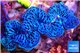 Tridacna maxima blue ultra breeding 5-6 cm WYSIWYG acclimaté