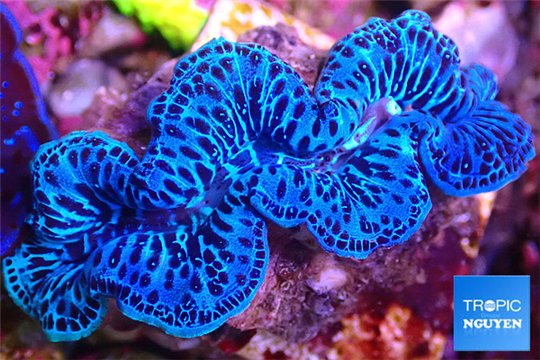 Tridacna maxima blue ultra breeding 5-6 cm WYSIWYG acclimaté