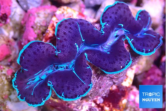 Tridacna maxima zebra blue ultra breeding 5-6 cm WYSIWYG acclimaté