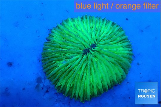 Fungia green 2-3 cm WYSIWYG acclimaté