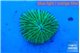 Fungia green 1-2 cm WYSIWYG acclimaté