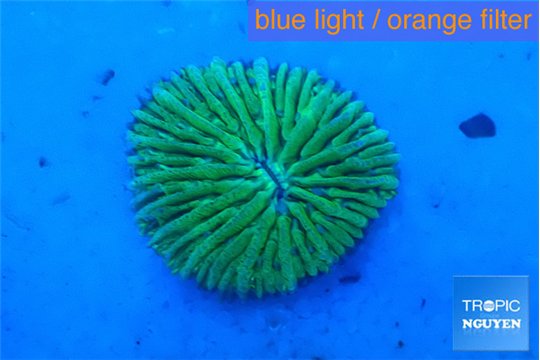Fungia green 1-2 cm WYSIWYG acclimaté