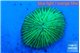 Fungia green 2-3 cm WYSIWYG acclimaté