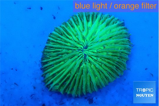 Fungia green 2-3 cm WYSIWYG acclimaté