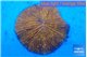 Fungia sunset gold 4-6 cm WYSIWYG acclimaté