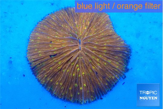 Fungia sunset gold 4-6 cm WYSIWYG acclimaté