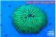 Fungia green 2-4 cm WYSIWYG acclimaté