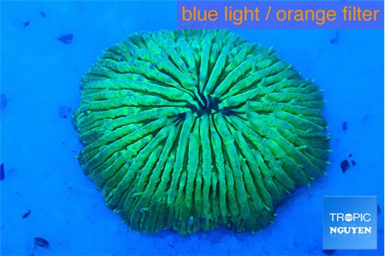Fungia green 2-4 cm WYSIWYG acclimaté